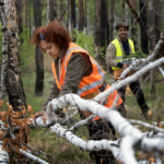 How Tree Surgeons Handle Emergency Tree Services