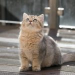 What Makes British Shorthair Kittens So Loveable And Popular?