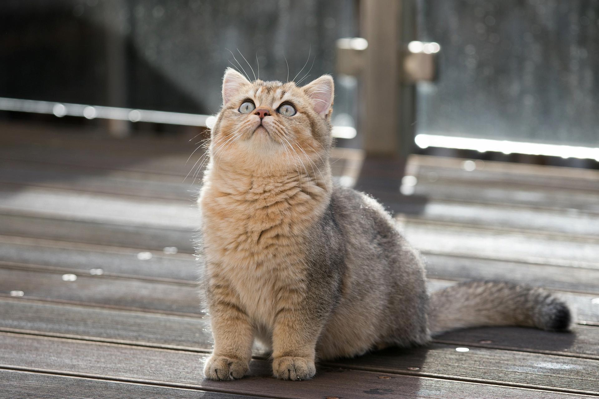 What Makes British Shorthair Kittens So Loveable And Popular?