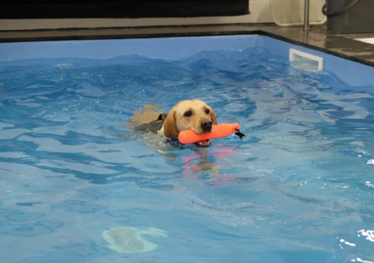 What Should You Consider When Buying A Hydrotherapy Pool For Your Dog?