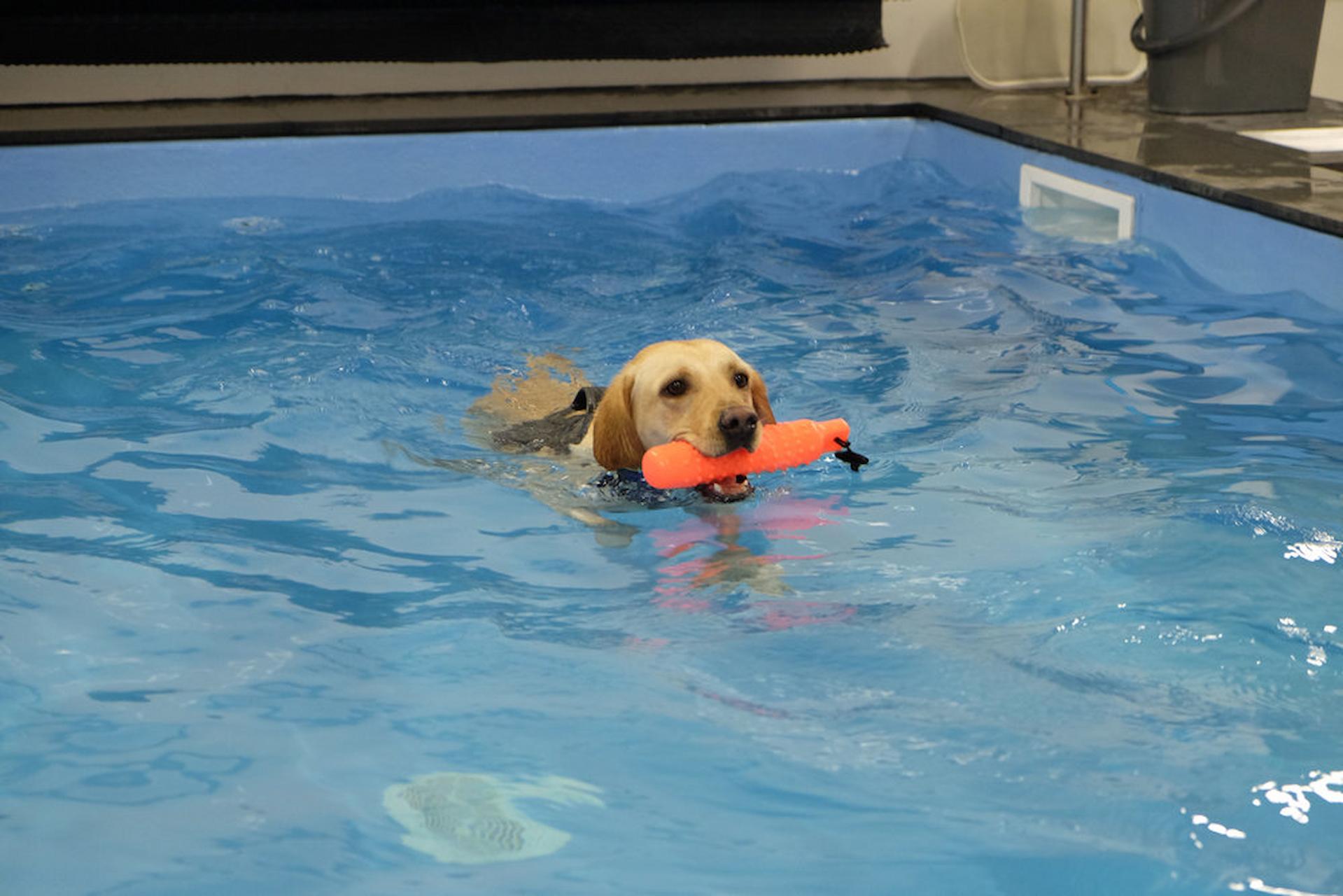 What Should You Consider When Buying A Hydrotherapy Pool For Your Dog?