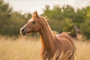 The Impact Of Covid-19 On Horse Owners